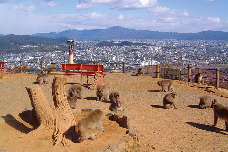 Monkeys gathered in a plaza overlooking the city of Kyoto