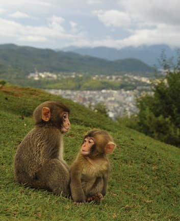 Two monkeys sitting on a mountainside slope