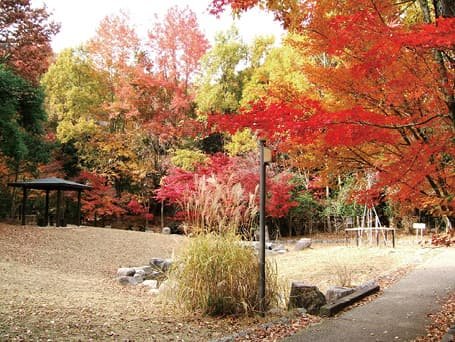 A garden path surrounded by autumn leaves