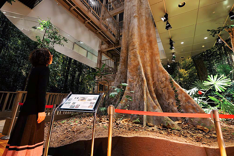 Tropical Rainforests in Lambir Hills