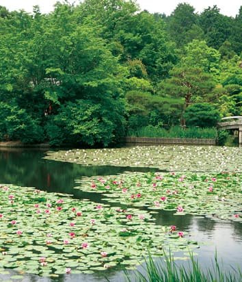 A pond with water lilies floating on the surface