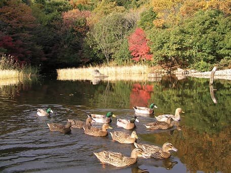 池を泳ぐカモの群れ