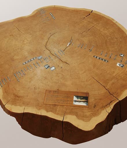 年輪が見える大きな木の切り株