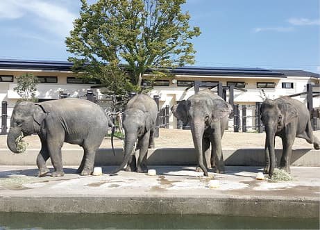 水辺に並ぶゾウたち