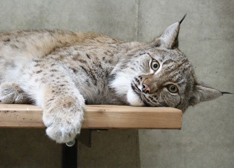 台の上で横になるオオヤマネコ
