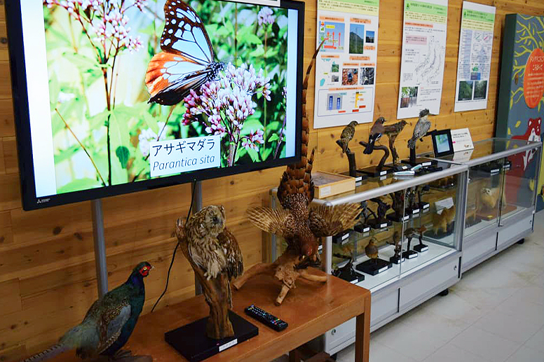 標本と解説パネルが並ぶ展示