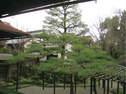 庭木が見える中庭