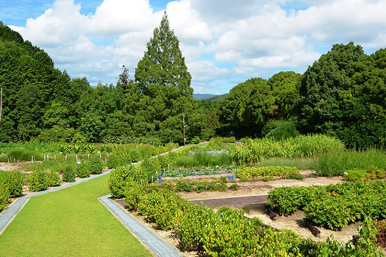 広大な京都薬用植物園
